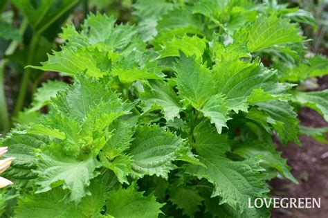 大葉植物種類|シソ（大葉）とは？育て方・栽培方法 